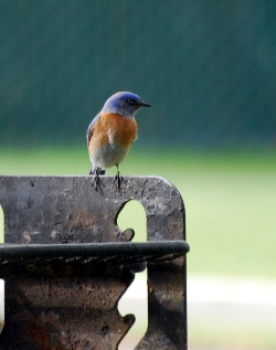 Western Blue Bird picturegallery171325.tmp/1.jpg