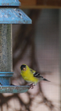  Male American Goldfinch picturegallery171325.tmp/1000.jpg