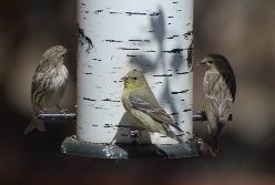 Pine Siskin goldfinches Idyllwild nature center picturegallery171325.tmp/101.jpg