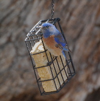 Western bluebird idyllwild nature center picturegallery171325.tmp/105.jpg