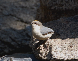 Pygmy Nuthatch idyllwild nature center picturegallery171325.tmp/113.jpg