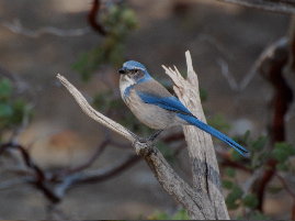 Western Scrub Jay Idyllwild nature center picturegallery171325.tmp/101.jpg