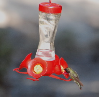 Anna's Hummingbird idyllwild nature center picturegallery171325.tmp/113.jpg