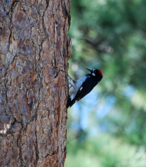 Acorn Woodpecker idyllwild nature center picturegallery171325.tmp/113.jpg