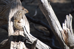 Chipmunk relaxing idyllwild nature center picturegallery171325.tmp/113.jpg