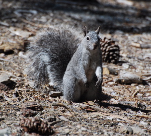 idyllwild nature center picturegallery171325.tmp/113.jpg