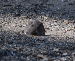 Gopher under the bird feeders idyllwild nature center picturegallery171325.tmp/113.jpg