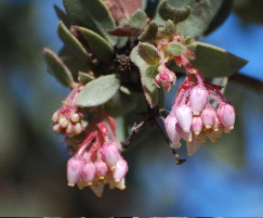 Manzanita Bloom idyllwild nature center picturegallery171325.tmp/113.jpg