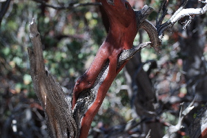 Manzanita tree idyllwild nature center picturegallery171325.tmp/113.jpg