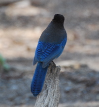 Coastal Steller Jay idyllwild ca picturegallery171325.tmp/114.jpg