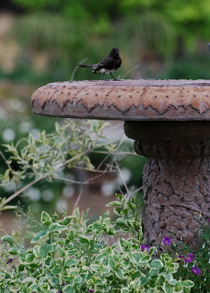 Black Phoebe picturegallery171325.tmp/1234.jpg