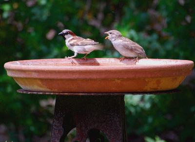 Male Female House Sparrow picturegallery171325.tmp/222.jpg