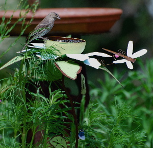 Female House Finch picturegallery171325.tmp/1313.jpg