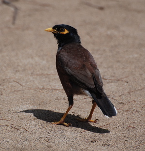 Common Myna birds of hawaii kauai picturegallery171325.tmp/210.jpg