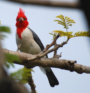 Red-Crested Cardinal birds of hawaii kauai picturegallery171325.tmp/210.jpg