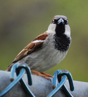 House Sparrow birds of hawaii kauai picturegallery171325.tmp/210.jpg
