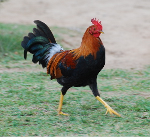 Red Junglefowl or MOA birds of hawaii kauai picturegallery171325.tmp/210.jpg