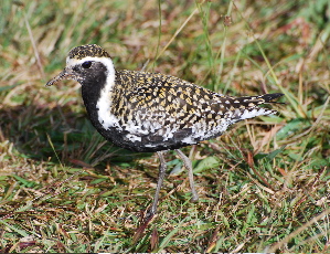 Pacific Golden-Plover or Kolea In Breeding plumage birds of hawaii kauai picturegallery171325.tmp/210.jpg