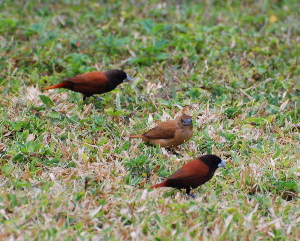 Chestnut Munia birds of hawaii kauai picturegallery171325.tmp/210.jpg