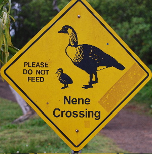 State bird of hawaii nene picturegallery171325.tmp/217.jpg