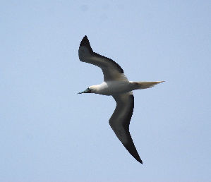 Red-Footed Booby 'A birds of hawaii kauai picturegallery171325.tmp/210.jpg