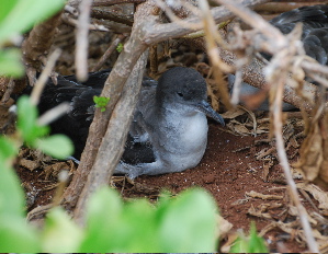 Wedge-Tailed Shearwater or 'UA'U KANI birds of hawaii kauai picturegallery171325.tmp/219.jpg