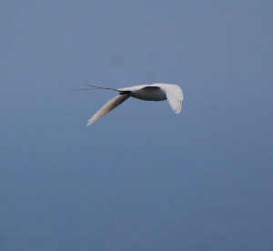 Red-Tailed Tropicbird or KOA'E'ULA birds of hawaii kauai picturegallery171325.tmp/219.jpg