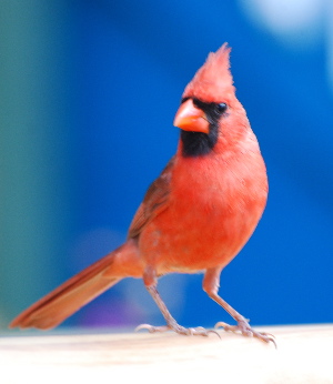 Male Northern Cardinal picturegallery171325.tmp/215.jpg