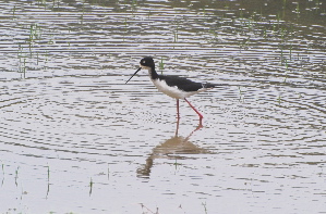 Black-Necked Stilt or AE'O birds of hawaii kauai picturegallery171325.tmp/219.jpg