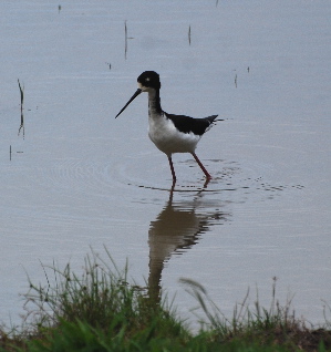 Black-Necked Stilt or AE'O birds of hawaii kauai picturegallery171325.tmp/219.jpg