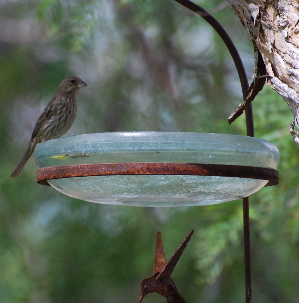 House Finch picturegallery171325.tmp/234.jpg