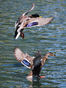 Male Female Mallards171325.tmp/Male Female Mallards.jpg