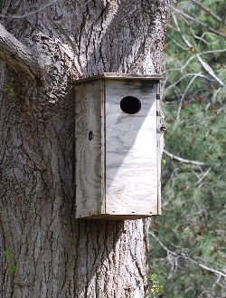 Wood Duck Nesting Box yorba park picturegallery171325.tmp/3.jpg