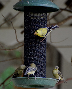 American Gold finches thistle feeder picturegallery171325.tmp/333.jpg