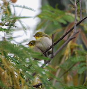  Japanese White-Eye birds of Hawaii Kauai picturegallery171325.tmp/402.jpg