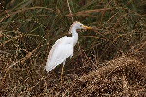 Cattle Egret in breeding plumage birds of Hawaii Kauai picturegallery171325.tmp/402.jpg