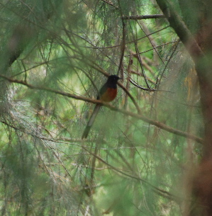 White-Rumped Shama birds of Hawaii Kauai picturegallery171325.tmp/402.jpg