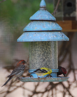 American Gold finch House Finch picturegallery171325.tmp/444.jpg