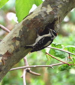 Male Hairy Woodpecker yorba park picturegallery171325.tmp/DSC_0160.jpg