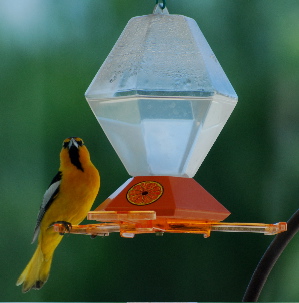 Hooded Oriole bird feeder picturegallery171325.tmp/666.jpg