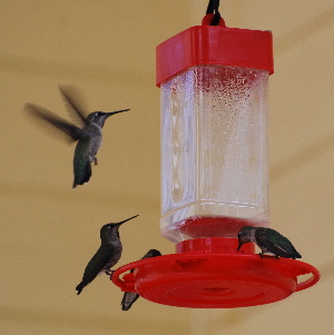 Annas Hummingbirds hummingbird feeder picturegallery171325.tmp/777.jpg