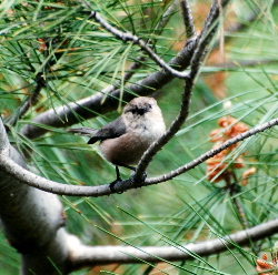 Bushtit yorba park picturegallery171325.tmp/DSC_0160.jpg