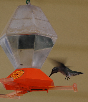 Male Broadtailed Hummingbird feeder picturegallery171325.tmp/888.jpg