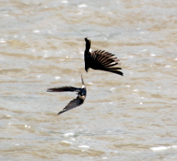 Tree Swallows in Flight yorba park picturegallery171325.tmp/DSC_0160.jpg