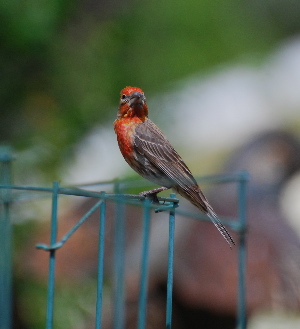 Male House Finch brids of prey protect picturegallery171325.tmp/999.jpg