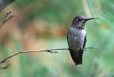 Female Annas Hummingbird 171325.tmp/ABBBfemaleannashummingbird2.JPG