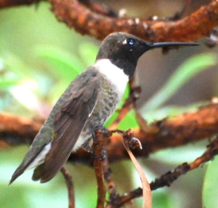 Male Black-chinned Hummingbird171325.tmp/BBBMaleblackchinned.JPG