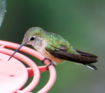 Female Rufous Hummer171325.tmp/BBfemalemagnificent4.JPG