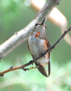 Immature Female Rufous Hummingbird171325.tmp/BBfemalemagnificent4.JPG