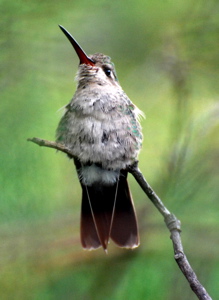 Immature Hummer 171325.tmp/BBfemalemagnificent4.JPG